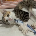 膝上でお腹を見せて撫でられたい三毛ニャンコ❤️