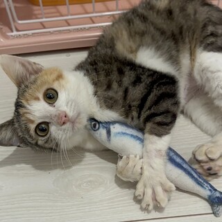 膝上でお腹を見せて撫でられたい三毛ニャンコ❤️