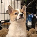 推定2.5ヶ月兄弟①