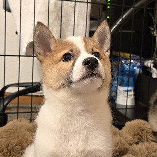 推定2.5ヶ月兄弟①