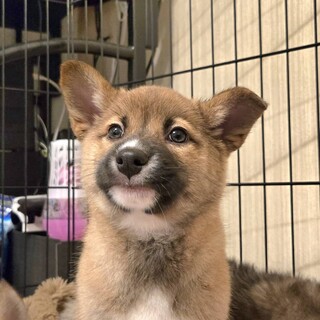 推定2.5ヶ月兄弟②アンジー