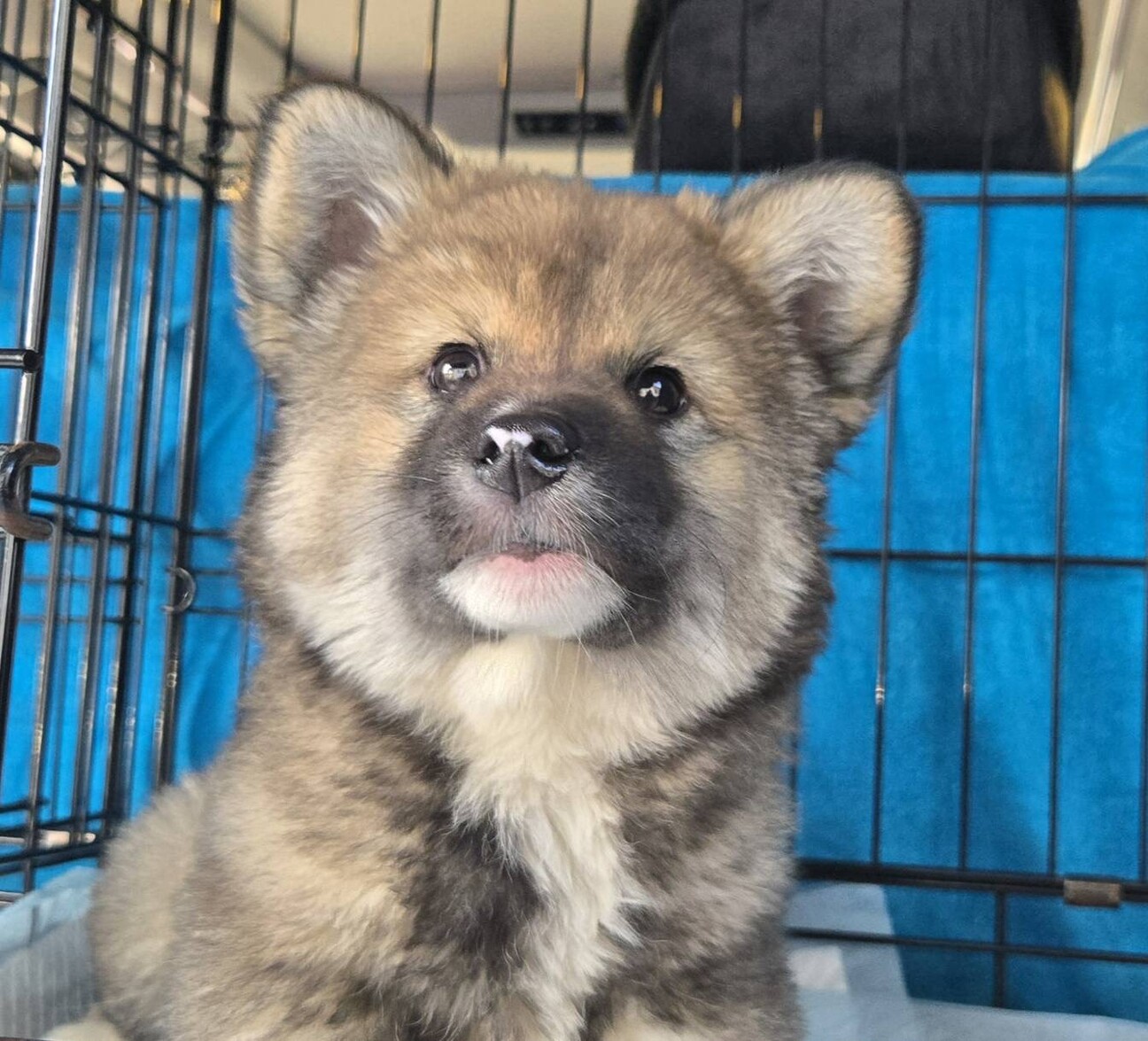 3ヶ月弱もっこもこの女の子」奈良県 - 犬の里親募集(536173) :: ペット