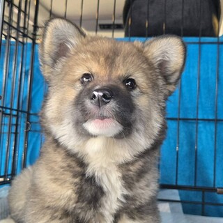 3ヶ月弱もっこもこの女の子