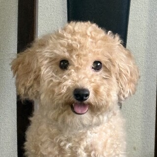 トイプードル　3歳4ヶ月