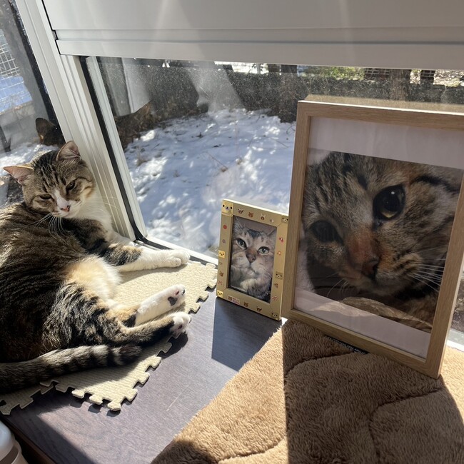 とらちびシロまるのカバー写真