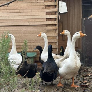 ガチョウの里親募集します