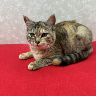 �҂��󂯂ɂ������I���肭�肨�ږڂŊÂ����q�􃀃M