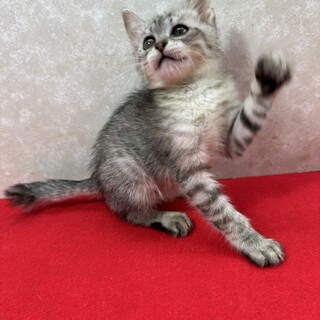 �T�o�g���D���K���I����2������~���N�Ŏ���􏬓S