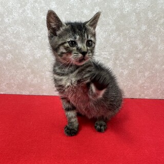 �L�W�Z��l���ꂵ�Ă��ĊÂ����q�I���Ƃڂ����܂�