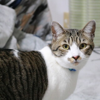 子供が猫アレルギーのため里親募集してます