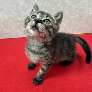 �L�W�Z��l���ꂵ�Ă��ĊÂ����q�I�ق̂ڂ́􂽂���