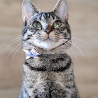 【沈香茶（とのちゃ）】シャイで優しい男の子