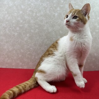 兄弟で参加！のんびり屋で甘えっ子❤小太郎