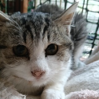 サバシロ 妹 4ヶ月 