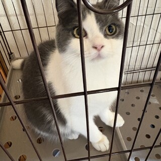 ブリティッシュショートヘアの男の子