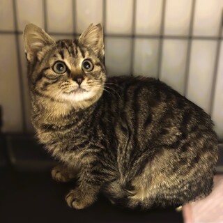 ★里親様決定★目がパッチリ可愛らしい❤かのこちゃん