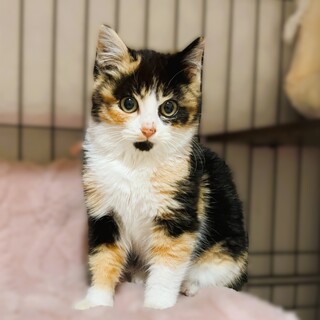 ★里親様決定★個性的な毛色❤あられちゃん