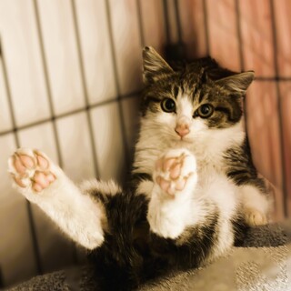 ★里親様決定★控えめな男子❤なるとくん