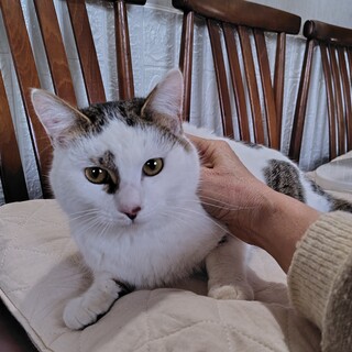 三毛の男の子？　甘えん坊