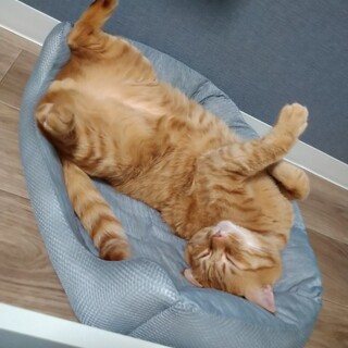 タイガー男の子8歳去勢済み