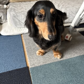 甘えたがりでとても元気な子