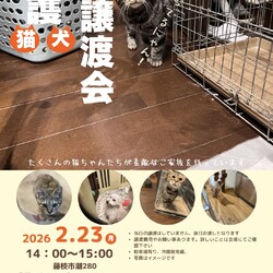保護猫＆保護犬の譲渡会 サムネイル1