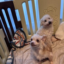 保護猫＆保護犬の譲渡会 サムネイル2