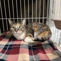 保護猫＆保護犬の譲渡会 サムネイル3