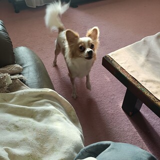 パピヨンとマルチーズのミックス犬です1歳