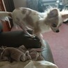 パピヨンとマルチーズのミックス犬です1歳 サムネイル2
