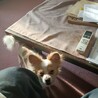 パピヨンとマルチーズのミックス犬です1歳 サムネイル3