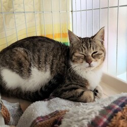 in春日井市☆222猫の日イブ☆2026年2月21日（土）ちーむにゃいんず