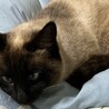 里親様急募！　シャム　女の子 サムネイル2