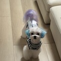 引越しがきまったためやむを得ず募集します