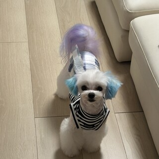 引越しがきまったためやむを得ず募集します