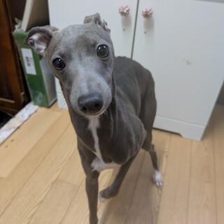 イタグレの男の子　ロデム君　9ヵ月