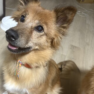 可愛いツンデレ女の子