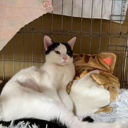 in江南市☆222猫の日☆2026年2月22日（日）ちーむにゃいんず