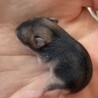 ブラックハムスターの赤ちゃん里親募集！ サムネイル3