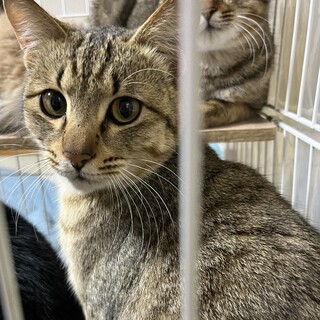 里親様急募！　キジトラ　男の子