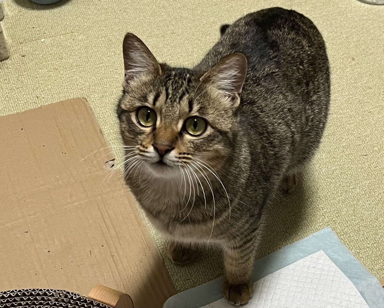 里親様急募！　キジトラ　女の子 サムネイル1