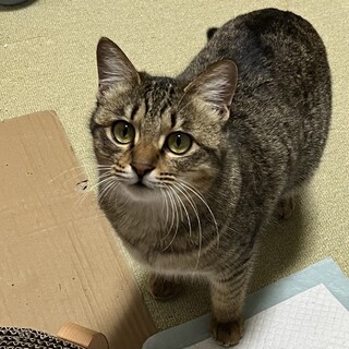 里親様急募！　キジトラ　女の子