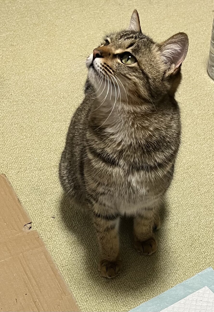 里親様急募！　キジトラ　女の子 サムネイル2