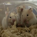 ゴールデンハムスター里親募集