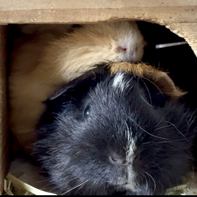 くるきなもちのカバー写真