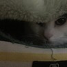 の写真