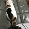 しっぽでスキンシップ