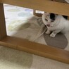 の写真