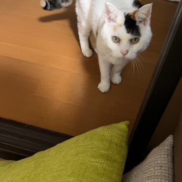 お腹をブラシされてちょっとおこ