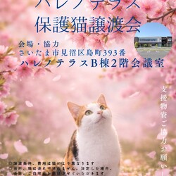 【さいたま市見沼区】3/1(日)ハレノテラス保護猫譲渡会